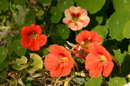 Garden Nasturtium